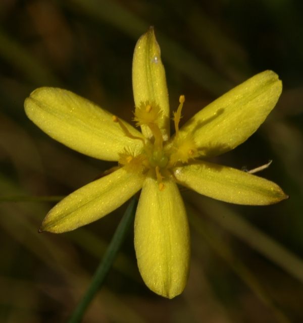 Tricoryne elatior